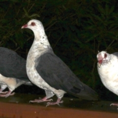 Columba leucomela (White-headed Pigeon) at Rosedale, NSW - 30 Mar 2019 by jbromilow50