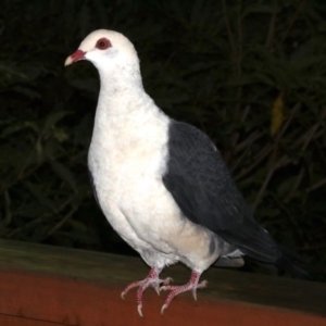 Columba leucomela at Rosedale, NSW - 30 Mar 2019 05:11 PM