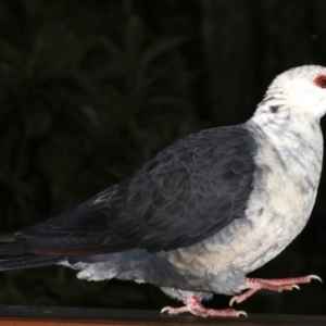 Columba leucomela at Rosedale, NSW - 30 Mar 2019 05:11 PM