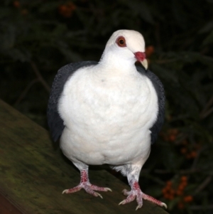 Columba leucomela at Rosedale, NSW - 30 Mar 2019 05:11 PM