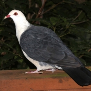 Columba leucomela at Rosedale, NSW - 30 Mar 2019 05:11 PM