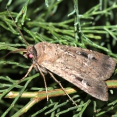 Agrotis infusa (Bogong Moth, Common Cutworm) at Guerilla Bay, NSW - 30 Mar 2019 by jbromilow50