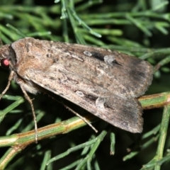 Agrotis infusa at Guerilla Bay, NSW - 30 Mar 2019