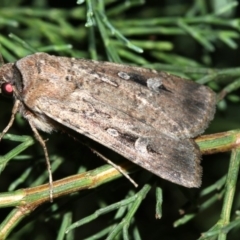 Agrotis infusa at Guerilla Bay, NSW - 30 Mar 2019 08:13 PM