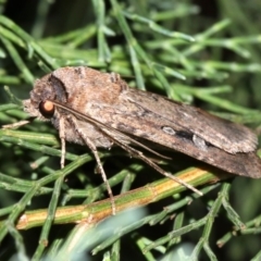 Agrotis infusa at Guerilla Bay, NSW - 30 Mar 2019