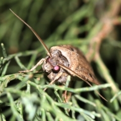 Agrotis infusa at Guerilla Bay, NSW - 30 Mar 2019