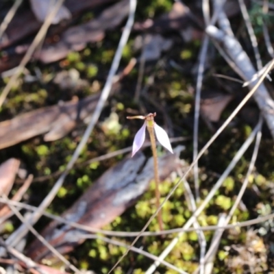 Eriochilus cucullatus (Parson's Bands) at Hackett, ACT - 31 Mar 2019 by petersan