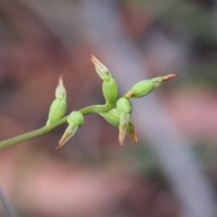 Corunastylis clivicola (Rufous midge orchid) at Hackett, ACT - 31 Mar 2019 by petersan