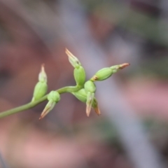 Corunastylis clivicola at Hackett, ACT - 1 Apr 2019