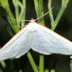 Poecilasthena sp. (Poecilasthena sp.) at Guerilla Bay, NSW - 30 Mar 2019 by jb2602