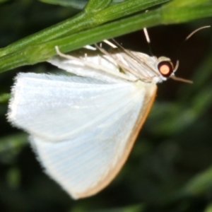 Poecilasthena sp. at Guerilla Bay, NSW - 30 Mar 2019