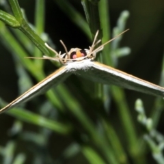 Poecilasthena sp. at Guerilla Bay, NSW - 30 Mar 2019