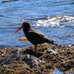 Haematopus fuliginosus (Sooty Oystercatcher) at Rosedale, NSW - 31 Mar 2019 by jbromilow50