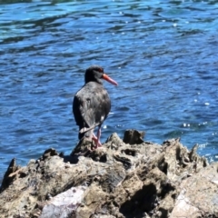 Haematopus fuliginosus at Rosedale, NSW - 31 Mar 2019