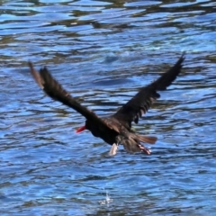 Haematopus fuliginosus at Rosedale, NSW - 31 Mar 2019