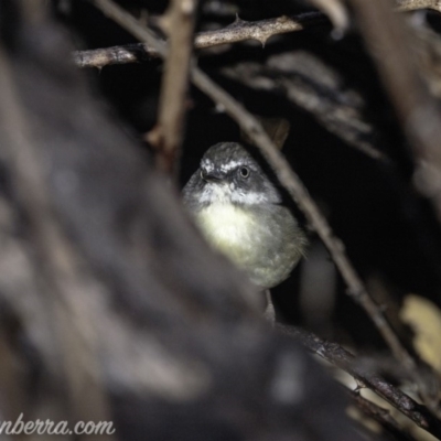 Sericornis frontalis (White-browed Scrubwren) at Red Hill Nature Reserve - 29 Mar 2019 by BIrdsinCanberra