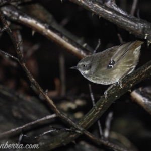 Sericornis frontalis at Deakin, ACT - 30 Mar 2019 07:37 AM