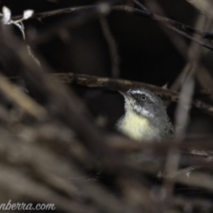 Sericornis frontalis at Deakin, ACT - 30 Mar 2019 07:37 AM