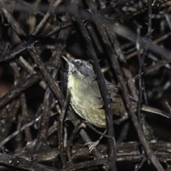 Sericornis frontalis at Deakin, ACT - 30 Mar 2019