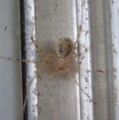 Theridiidae (family) (Comb-footed spider) at Spence, ACT - 1 Apr 2019 by Laserchemisty