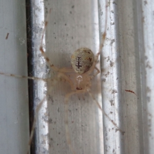 Theridiidae (family) at Spence, ACT - 1 Apr 2019 09:23 AM