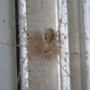Theridiidae (family) at Spence, ACT - 1 Apr 2019