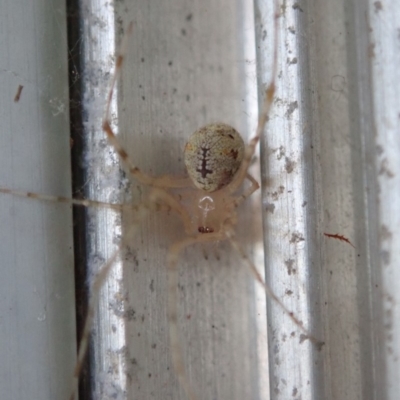 Theridiidae (family) (Comb-footed spider) at Spence, ACT - 31 Mar 2019 by Laserchemisty
