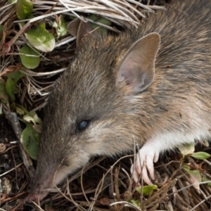 Perameles nasuta at Cotter River, ACT - 1 Apr 2019