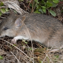 Perameles nasuta at Cotter River, ACT - 1 Apr 2019