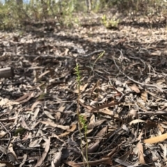 Corunastylis clivicola (Rufous midge orchid) at Crace, ACT - 1 Apr 2019 by julesS