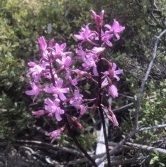 Dipodium roseum (Rosy Hyacinth Orchid) at Mount Clear, ACT - 12 Mar 2019 by julesS