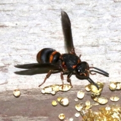 Epsilon sp. (Resin mason wasp) at Rosedale, NSW - 31 Mar 2019 by jb2602