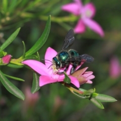 Xylocopa (Lestis) aeratus (Metallic Green Carpenter Bee) at Acton, ACT - 1 Apr 2019 by TimL