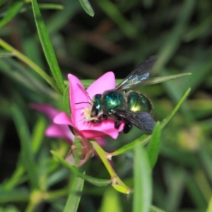 Xylocopa (Lestis) aerata at Acton, ACT - 1 Apr 2019