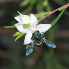 Xylocopa (Lestis) aerata at Acton, ACT - 1 Apr 2019