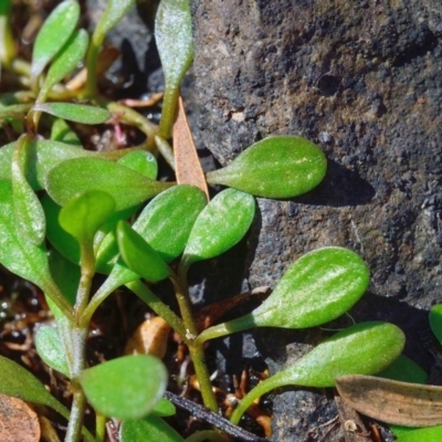 Glossostigma diandrum (Spoon-leaf Mud-mat) at Bolaro, NSW - 26 Mar 2019 by DavidMcKay