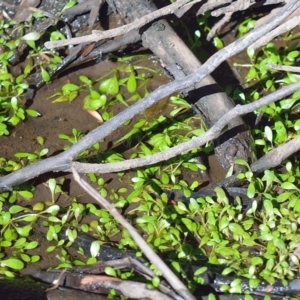 Glossostigma diandrum at Bolaro, NSW - 26 Mar 2019