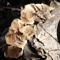 Trametes versicolor (Turkey Tail) at Namadgi National Park - 31 Mar 2019 by Christine