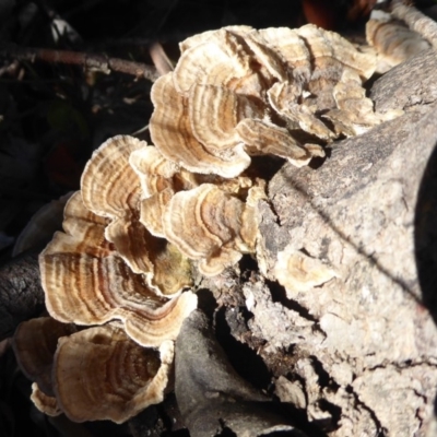 Trametes versicolor (Turkey Tail) at Namadgi National Park - 31 Mar 2019 by Christine