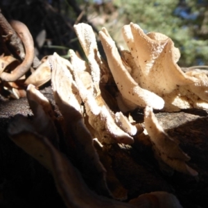 Trametes versicolor at Cotter River, ACT - 1 Apr 2019