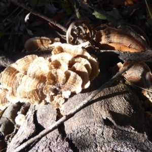 Trametes versicolor at Cotter River, ACT - 1 Apr 2019