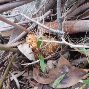 Ramaria sp. at Cotter River, ACT - 1 Apr 2019