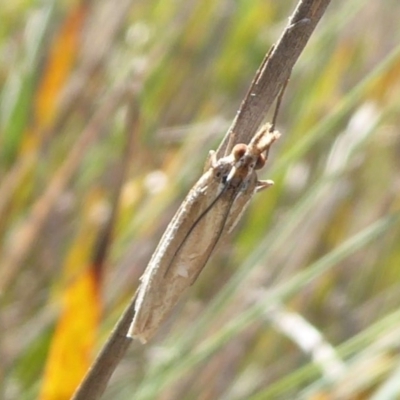 Etiella behrii (Lucerne Seed Web Moth) at Cotter River, ACT - 31 Mar 2019 by Christine