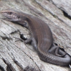 Pseudemoia entrecasteauxii (Woodland Tussock-skink) at Namadgi National Park - 1 Apr 2019 by Christine