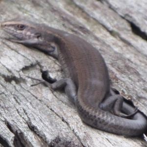 Pseudemoia entrecasteauxii at Brindabella, ACT - 1 Apr 2019 12:16 PM