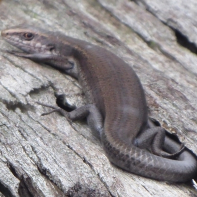 Pseudemoia entrecasteauxii (Woodland Tussock-skink) at Namadgi National Park - 1 Apr 2019 by Christine