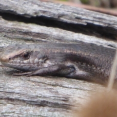 Pseudemoia entrecasteauxii at Brindabella, ACT - 1 Apr 2019 12:16 PM