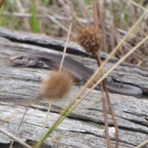 Pseudemoia entrecasteauxii at Brindabella, ACT - 1 Apr 2019 12:16 PM