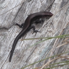 Pseudemoia entrecasteauxii (Woodland Tussock-skink) at Namadgi National Park - 1 Apr 2019 by Christine