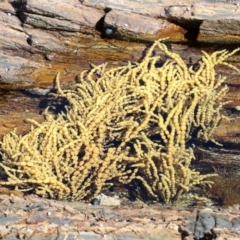 Hormosira banksii (Neptune's Necklace) at Rosedale, NSW - 31 Mar 2019 by jb2602